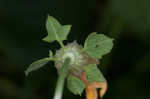 Field pumpkin